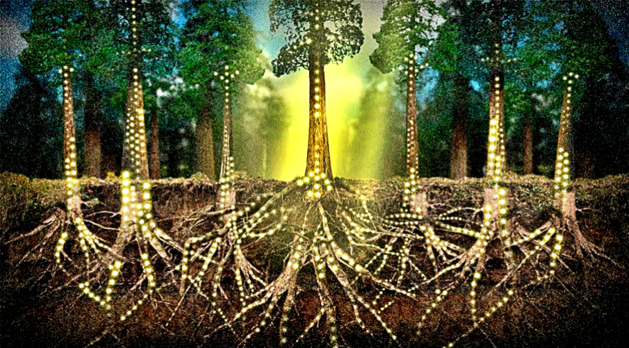 Redes de raices de árboles, protege el bosque con Arbio Perú