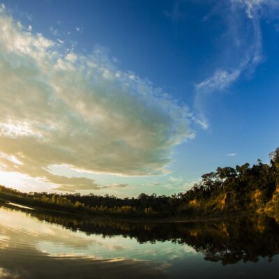 Protege el bosque con Arbio Perú