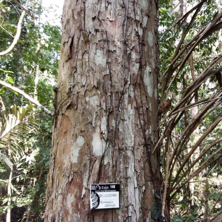 Árbol Yacushapana, protege el bosque con Arbio Perú