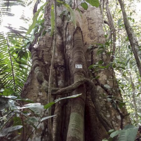 Manchinga Brosimun alicastrum, adopta un árbol con Arbio Perú y protege la flora
