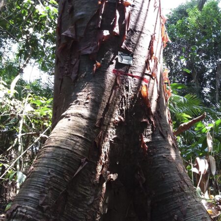 Lupuna colorada Cavanillesia hylogeiton, adopta un árbol con Arbio Perú y protege la flora