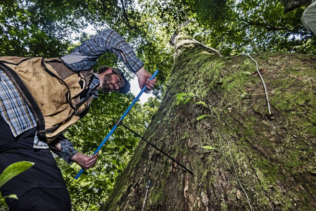 Lo que pueden decirnos los anillos de los arboles