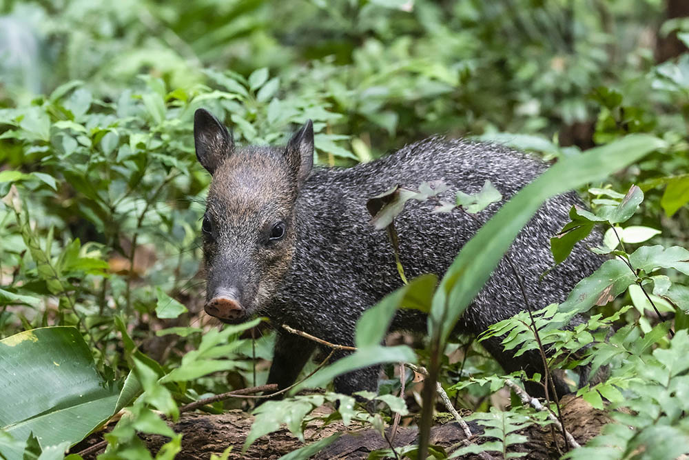 Shihua en el bosque de ARBIO. ©Michael Tweddle