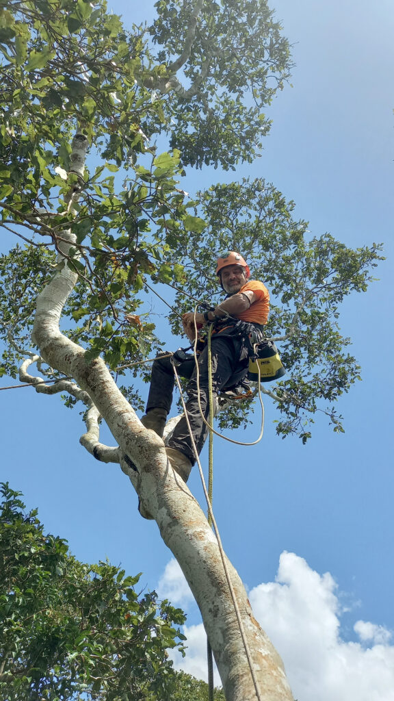Andrea Maroe en las ramas de un Shihuahuaco