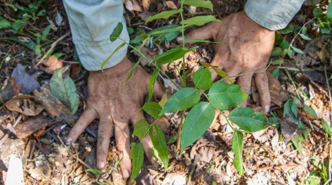 Día de la educación ambiental
